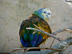 Amazona guildingii