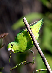 Forpus xanthopterygius