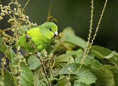 Forpus crassirostris