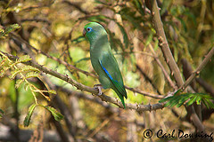 Forpus conspicillatus