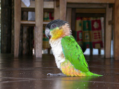 Pionites melanocephalus