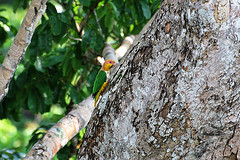 Pionites leucogaster