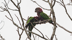 Deroptyus accipitrinus