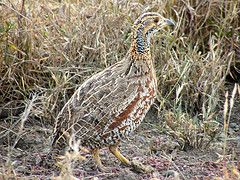 Scleroptila shelleyi