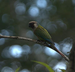 Pyrrhura griseipectus