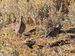 Scleroptila psilolaema