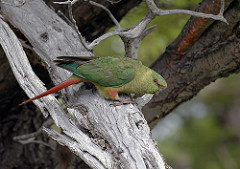 Enicognathus ferrugineus