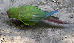 Enicognathus leptorhynchus