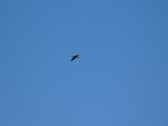 Cyanoliseus patagonus