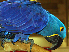 Anodorhynchus hyacinthinus