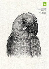 Anodorhynchus glaucus