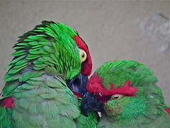 Rhynchopsitta pachyrhyncha