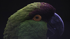 Rhynchopsitta terrisi