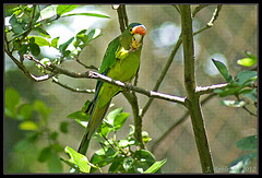 Eupsittula canicularis