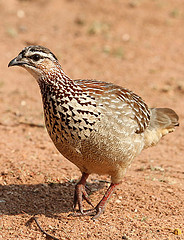 Dendroperdix sephaena