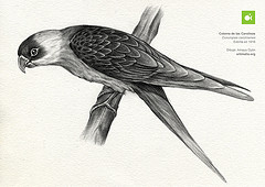 Conuropsis carolinensis