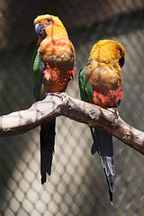 Aratinga solstitialis