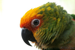 Aratinga auricapillus