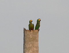 Orthopsittaca manilatus