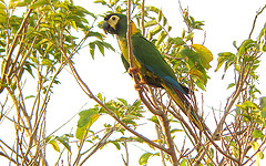 Primolius auricollis