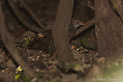 Pternistis ahantensis