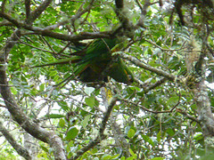 Leptosittaca branickii