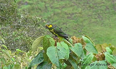 Ognorhynchus icterotis