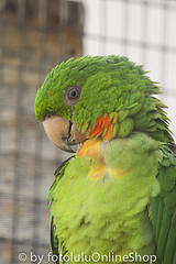 Psittacara rubritorquis