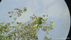 Psittacara leucophthalmus