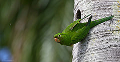 Psittacara chloropterus