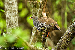 Pternistis hildebrandti