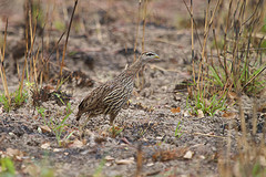 Pternistis bicalcaratus