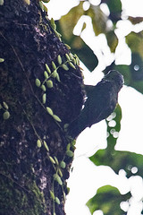 Micropsitta finschii