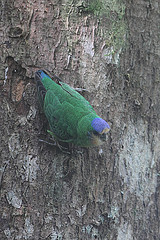 Micropsitta bruijnii