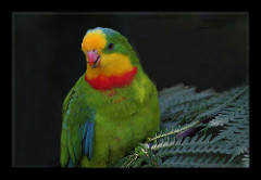 Polytelis swainsonii