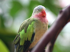 Polytelis alexandrae