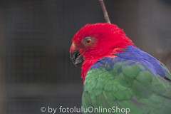 Alisterus amboinensis