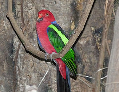 Alisterus chloropterus