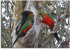 Alisterus scapularis