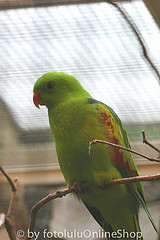 Aprosmictus jonquillaceus