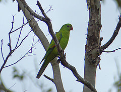 Aprosmictus erythropterus