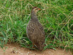 Pternistis icterorhynchus