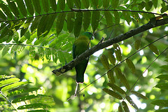 Prioniturus flavicans