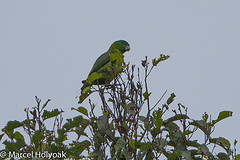 Prioniturus discurus