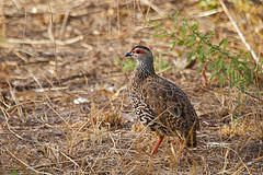 Pternistis clappertoni