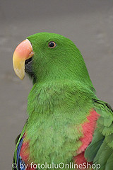 Eclectus roratus
