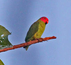 Geoffroyus geoffroyi