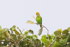 Geoffroyus heteroclitus