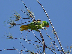 Tanygnathus lucionensis