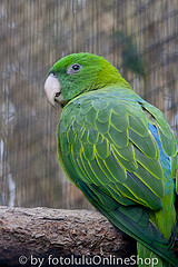 Tanygnathus sumatranus